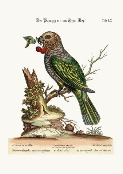हॉक-हेडेड पैरट, 1749-73 द्वारा जॉर्ज एडवर्ड्स