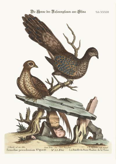 चीन से हेन पीकॉक तीतर, 1749-73 द्वारा जॉर्ज एडवर्ड्स