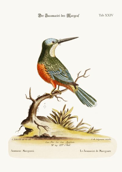 1749-73 के मार्कग्रेव की जैकमिरी द्वारा George Edwards