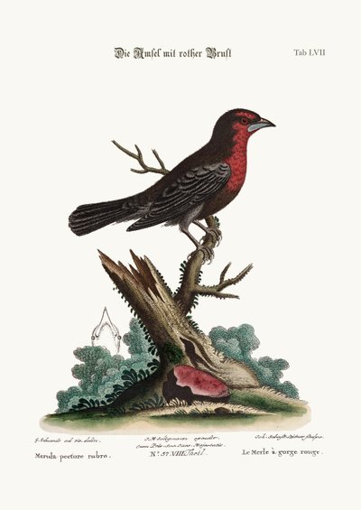 रेड-ब्रेस्टेड ब्लैक-बर्ड, 1749-73 द्वारा जॉर्ज एडवर्ड्स