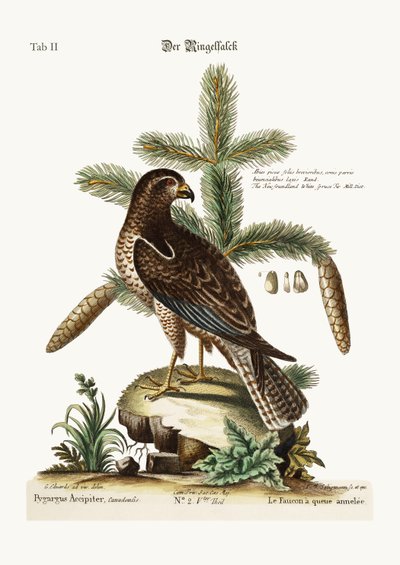 द रिंग-टेल्ड हॉक, 1749-73 द्वारा George Edwards