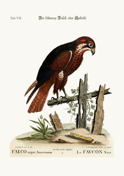 ब्लैक हॉक या फाल्कन, 1749-73 द्वारा जॉर्ज एडवर्ड्स