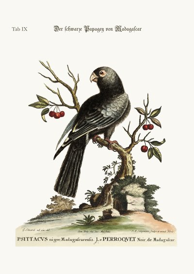 मेडागास्कर से काला तोता, 1749-73 द्वारा जॉर्ज एडवर्ड्स