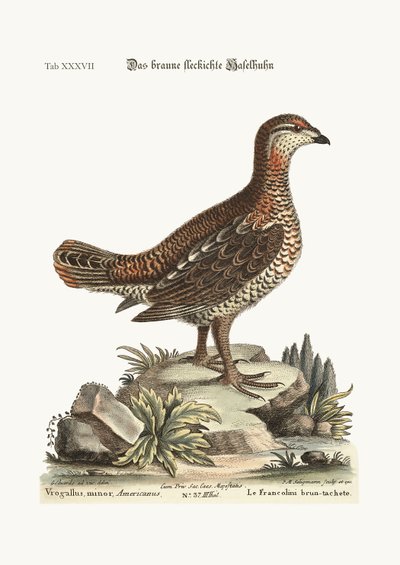 भूरा और चित्तीदार हीथकॉक, 1749-73 द्वारा जॉर्ज एडवर्ड्स