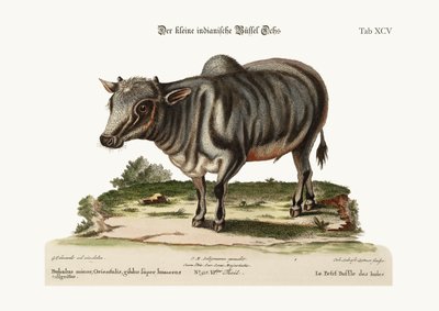 छोटी भारतीय भैंस, 1749-73 द्वारा जॉर्ज एडवर्ड्स