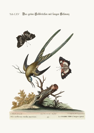 लंबी पूंछ वाला हरा हमिंगबर्ड, 1749-73 द्वारा George Edwards
