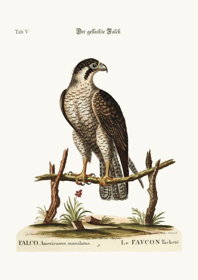 चित्तीदार हॉक या फाल्कन, 1749-73 द्वारा जॉर्ज एडवर्ड्स