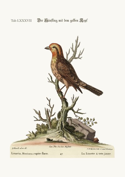 पीले सिर वाली लाइननेट, 1749-73 द्वारा जॉर्ज एडवर्ड्स