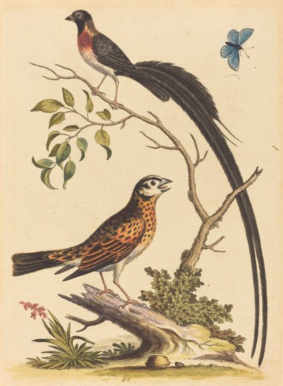 टू बर्ड्स, वन विथ वेरी लॉन्ग टेलफ़ेदर एंड ब्लू बटरफ्लाई, 1745 प्रकाशित। द्वारा जॉर्ज एडवर्ड्स
