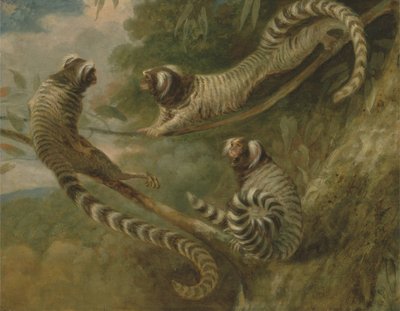 तीन नजरिए में एक Marmoset द्वारा जॉर्ज गैरार्ड