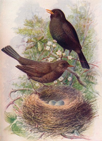 ब्लैकबर्ड - टर्डस मेरुला, c1910, 1910 द्वारा जॉर्ज जेम्स रंकिन