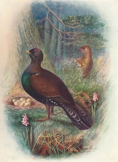 Capercaillie, c1910, 1910 द्वारा जॉर्ज जेम्स रंकिन