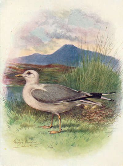 आम गुल - Larus, c1910, 1910 द्वारा जॉर्ज जेम्स रंकिन