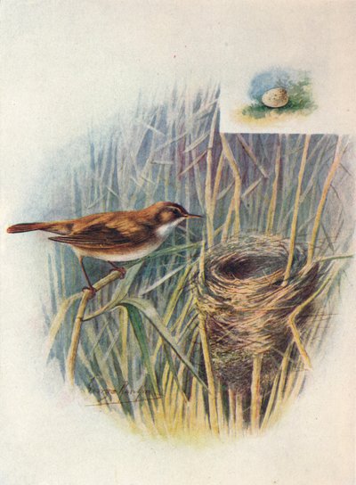 रीड-वार्बलर - एक्रोसिफेलस स्ट्रेपरस, सी 1910, 1910 द्वारा जॉर्ज जेम्स रंकिन