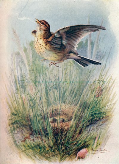 स्काईलार्क - अलौडा अर्वेन्सिस, c1910, 1910 द्वारा जॉर्ज जेम्स रंकिन
