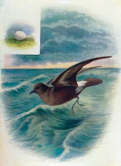 स्टॉर्म पेट्रेल - प्रोसेलेरिया पेलैगिका, c1910, 1910 द्वारा जॉर्ज जेम्स रंकिन