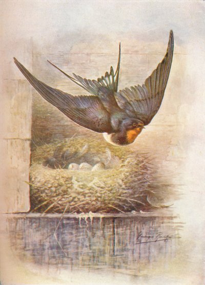 निगल - हीरुंडो रस्टिका, c1910, 1910 द्वारा जॉर्ज जेम्स रंकिन