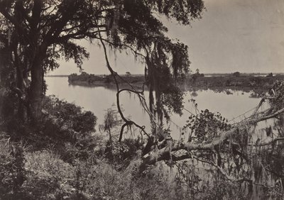 सवाना नदी, सवाना के पास, जॉर्जिया, 1860। द्वारा जॉर्ज एन। बरनार्ड