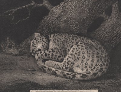 एक स्लीपिंग तेंदुआ, जिसे कलाकार ने उकेरा। 1791 (नक़्क़ाशी) द्वारा जॉर्ज स्टब्स
