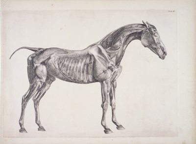 द एनाटॉमी ऑफ़ द हॉर्स से प्लेट, c.1766 द्वारा जॉर्ज स्टब्स