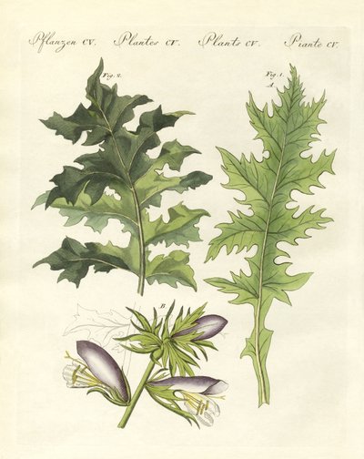 Acanthus के पौधे (रंगीन उत्कीर्णन) द्वारा जर्मन स्कूल