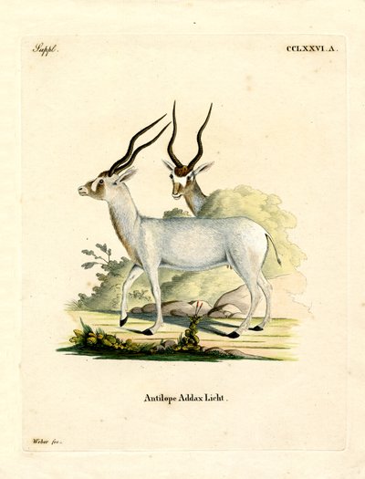 Addax मृग (रंगीन उत्कीर्णन) द्वारा जर्मन स्कूल