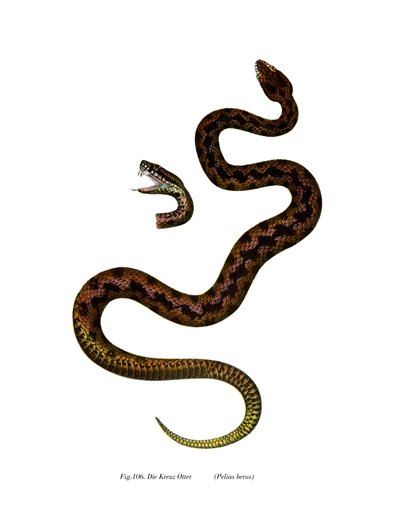 योजक (रंग लिथो) द्वारा जर्मन स्कूल