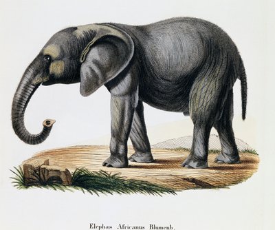अफ्रीकी हाथी (एलिफस अफ्रीकनस), जोहान क्रिश्चियन डैनियल वॉन श्रेबर (1739-1810) द्वारा वर्णन के साथ प्रकृति से चित्रित स्तनधारियों से, ए फ्लेशमैन, जर्मनी द्वारा ड्राइंग के बाद आईसी बॉक द्वारा उत्कीर्णन द्वारा जर्मन स्कूल