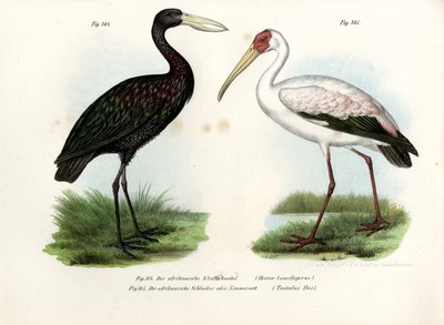 अफ्रीकी ओपनबिल स्टॉर्क, 1864 द्वारा जर्मन स्कूल
