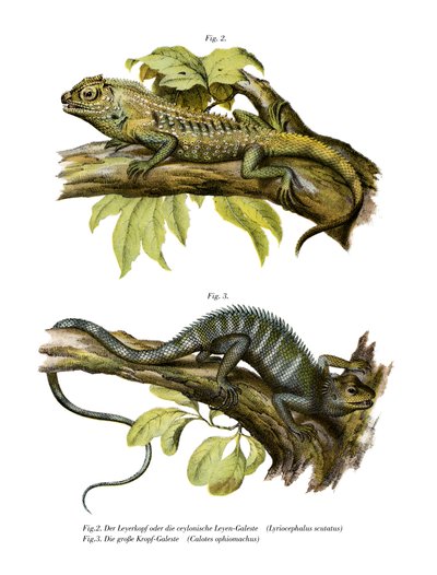 Agamid छिपकली (रंग लिथो) द्वारा जर्मन स्कूल
