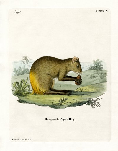Agouti (रंगीन उत्कीर्णन) द्वारा जर्मन स्कूल