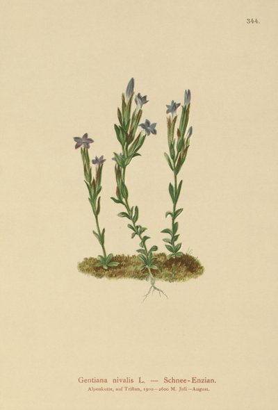 अल्पाइन जेंटियन (Gentiana nivalis) द्वारा जर्मन स्कूल