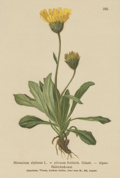 अल्पाइन (चारा alpmum Hieracium Alpen Hieracium बालदारता) द्वारा जर्मन स्कूल