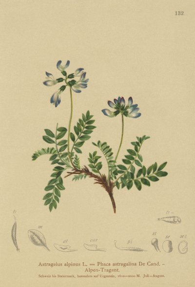 अल्पाइन मिल्कवेट (Astragalus alpinus, Phaca astragalina) द्वारा जर्मन स्कूल