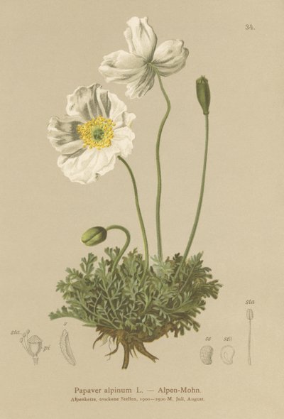 अल्पाइन खसखस (Papaver अल्पाइनम, उप-अल्पाइन द्वारा जर्मन स्कूल