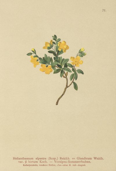 अल्पाइन रॉक गुलाब (Helianthemum alpestre, Helianthemum Olandicum एसएसपी। Hirtum, Helianthemum पहाड़ी) द्वारा जर्मन स्कूल