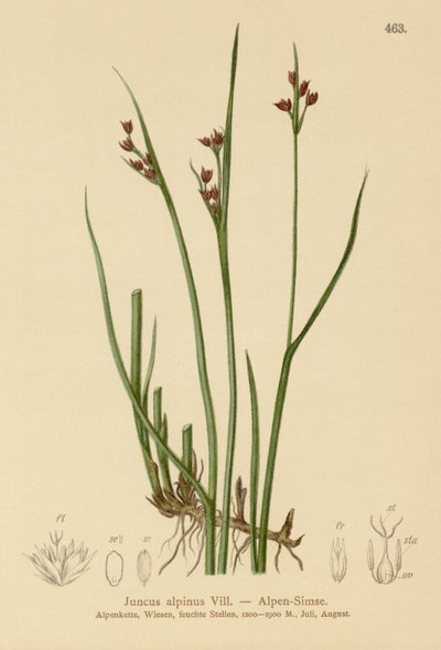 अल्पाइन रश (Juncus alpinus, Juncus alpinoarticulatus) द्वारा जर्मन स्कूल