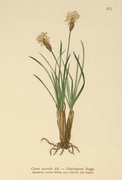 अल्पाइन सेज (Carex curvula) द्वारा जर्मन स्कूल
