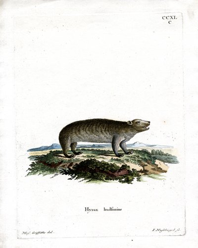 अमेरिकी Hyrax (रंगीन उत्कीर्णन) द्वारा जर्मन स्कूल