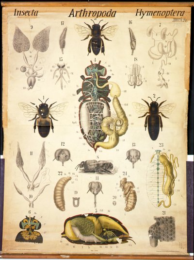 एपिस का एनाटॉमी, सं। XXVII, ल्यूकार्ट्स जूलॉजिकल वॉल चार्ट, 1877-98 द्वारा जर्मन स्कूल