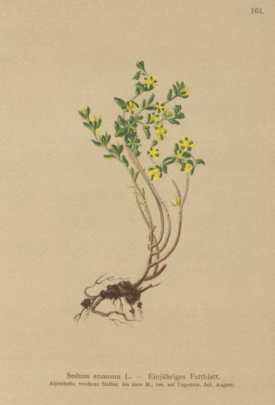 वार्षिक Stonecrop (Sedum आलू) द्वारा जर्मन स्कूल
