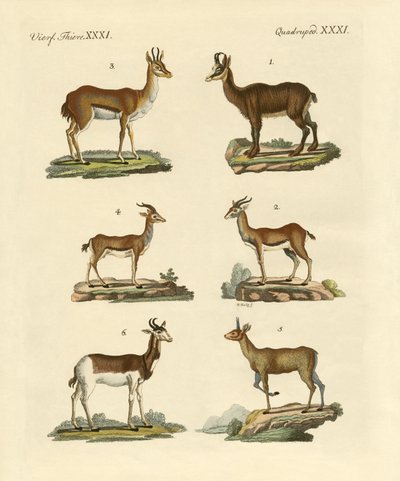मृग और गजल द्वारा जर्मन स्कूल