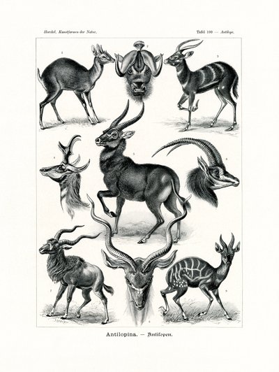 एंटीलोप, 1899-1904 द्वारा जर्मन स्कूल