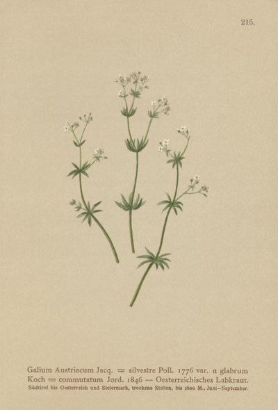 ऑस्ट्रिया के Bedstraw (Galium ऑस्ट्रिया रुबिया वन (बराबर। हरा सिंग), रुबिया बदलें) द्वारा जर्मन स्कूल