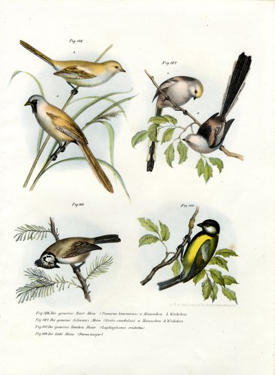 दाढ़ी वाला तोता, 1864 द्वारा जर्मन स्कूल