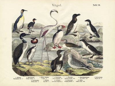 पक्षी, c.1860 द्वारा जर्मन स्कूल