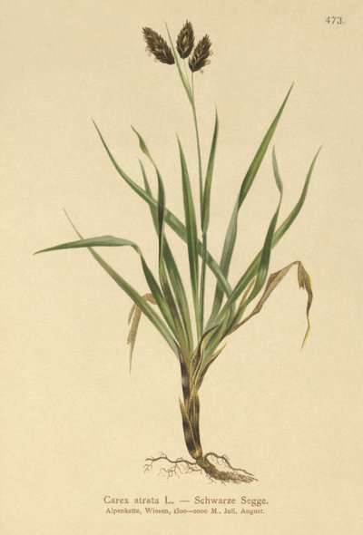 ब्लैक अल्पाइन-सेज (Carex atrata) द्वारा जर्मन स्कूल
