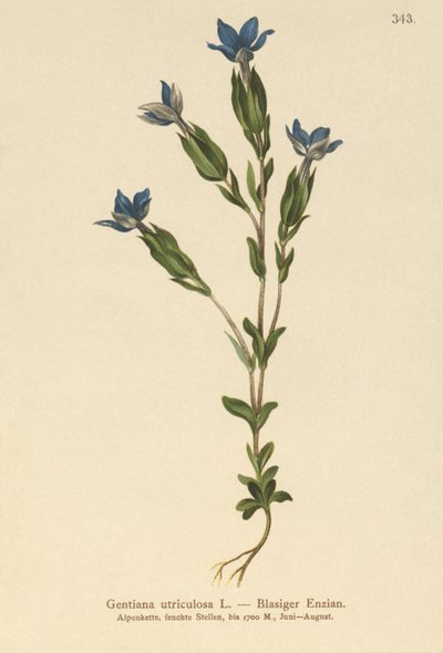 ब्लैडर जेंटियन (Gentiana utriculosa) द्वारा जर्मन स्कूल