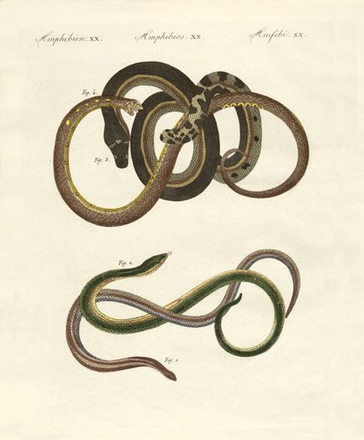 Blindworms द्वारा जर्मन स्कूल