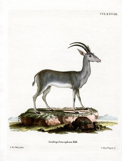 Bluebuck द्वारा जर्मन स्कूल